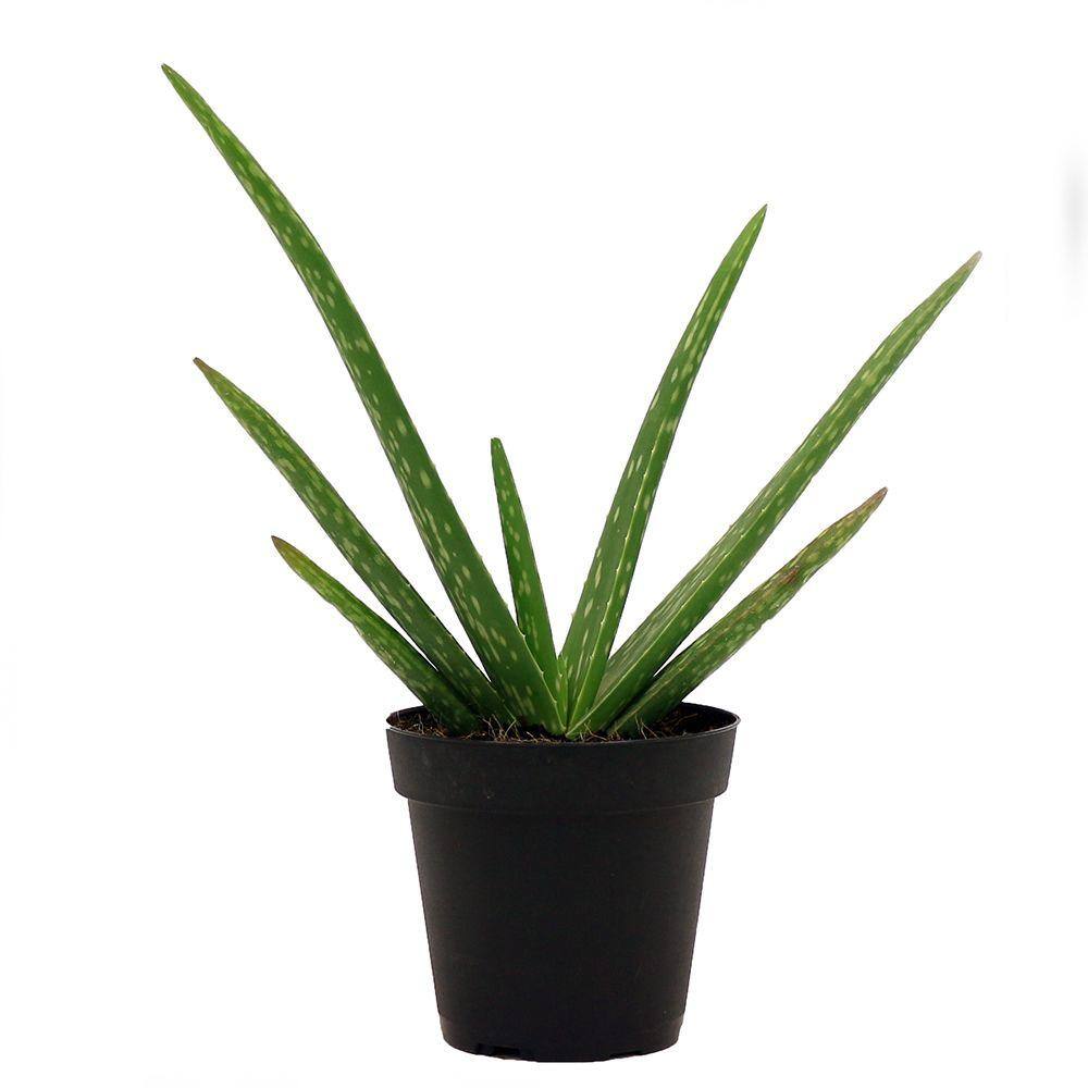 Costa Farms Aloe Vera Indoor Plant in 4 in. Grower Pot Avg. Shipping Height 10 in. Tall 90408