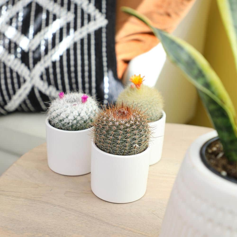 SMART PLANET 2.5 in. Assorted Cactus in White Matte Cylindrical Pot (3-Pack) 0872548