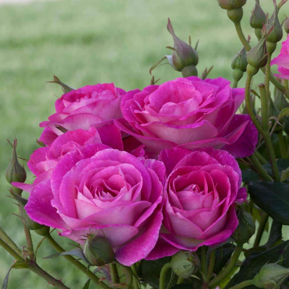 Spring Hill Nurseries Easy To Please 24 in. Tall Tree Rose Live Bareroot Plant Pink Color Flowers (1-Pack) 63464