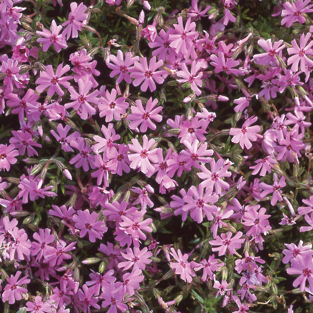 1 Qt. Creeping Purple Phlox Plant 19195