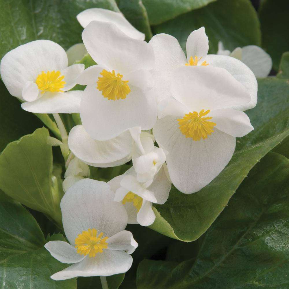 1.38-Pint Green Leaf White Begonia Plant 15666