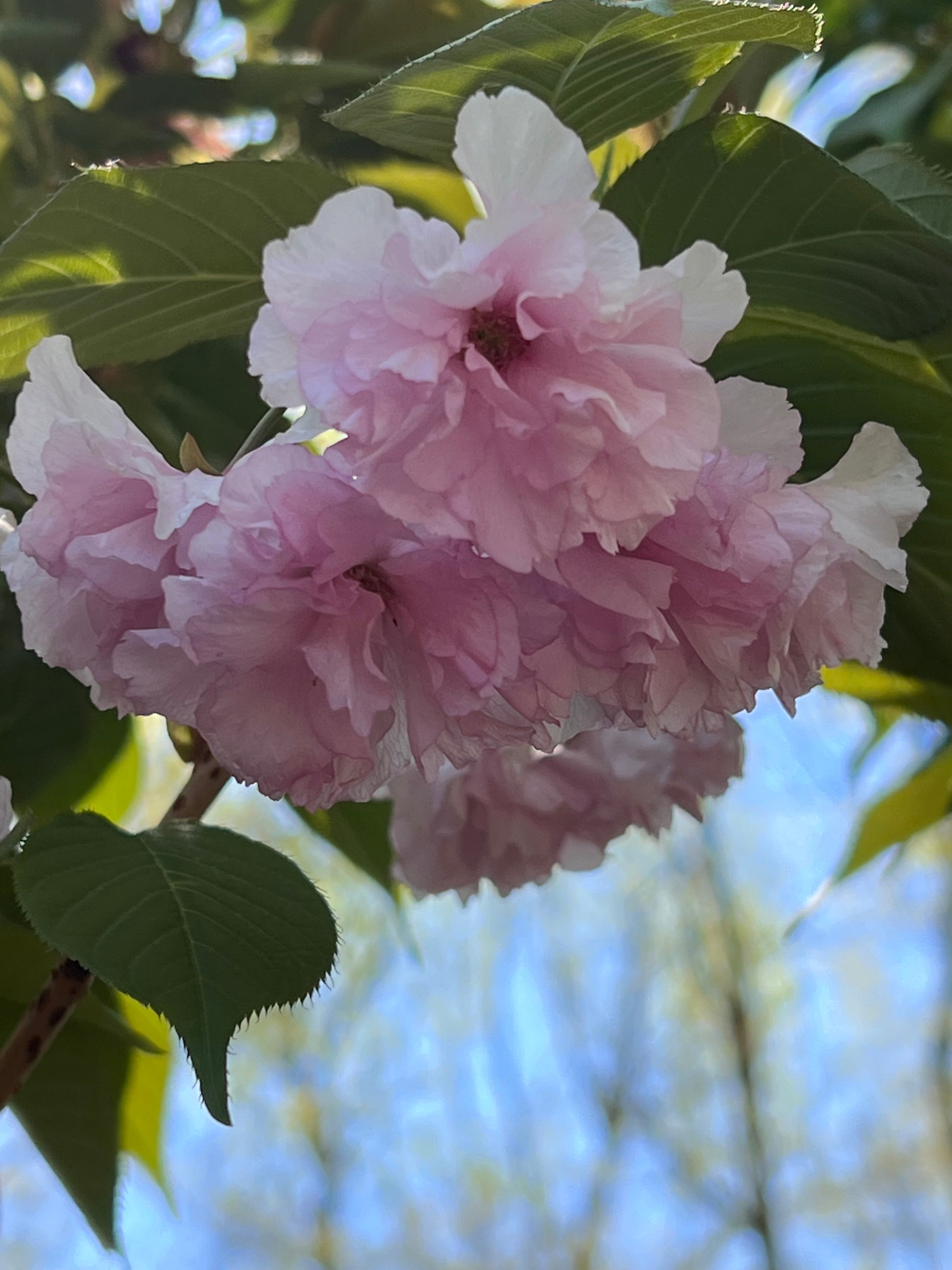 Kwanzan Cherry Tree