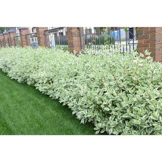 Online Orchards 1 Gal. Ivory Halo Dogwood Shrub a Lovely Ornamental Twist on the Classic Red Dogwood SBDW002