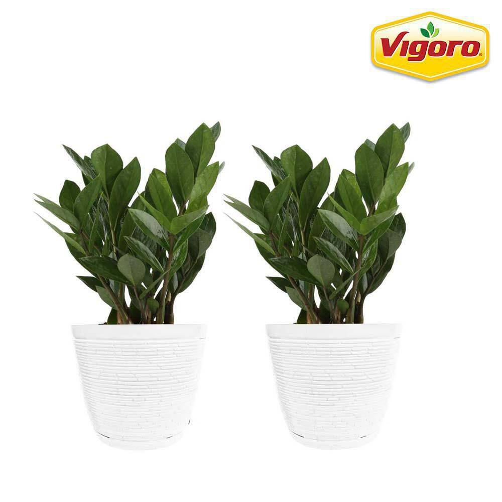 Vigoro Zamioculcas Zamiifolia ZZ Indoor Plant in 6 in. White Ribbed Plastic Décor Planter Avg Shipping Height 1-2 ft. (2-Pack) CO.ZZ.VI.WH