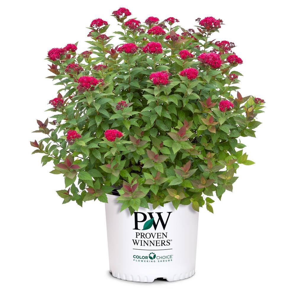 PROVEN WINNERS 2 Gal. Double Play Doozie (Spirea) Live Shrub with Pink Flowers 14737