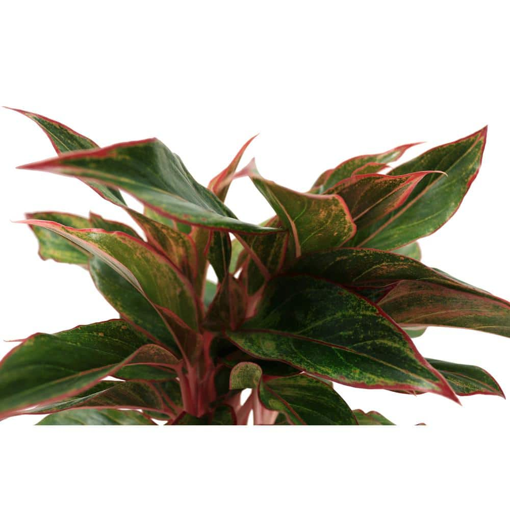 Costa Farms Aglaonema Creta Indoor Plant in 6 in. Grower Pot Avg. Shipping Height 1-2 ft. Tall 6AGCRETA