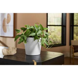 Vigoro 7.7 in. Ivorie Small White Ceramic Flare Planter (7.7 in. D x 7.1 in. H) 521528