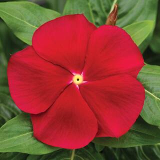 BELL NURSERY 4 in. Red Vinca Annual Live Plant with Red Flowers (Pack of 6) VINCA4RED6PK