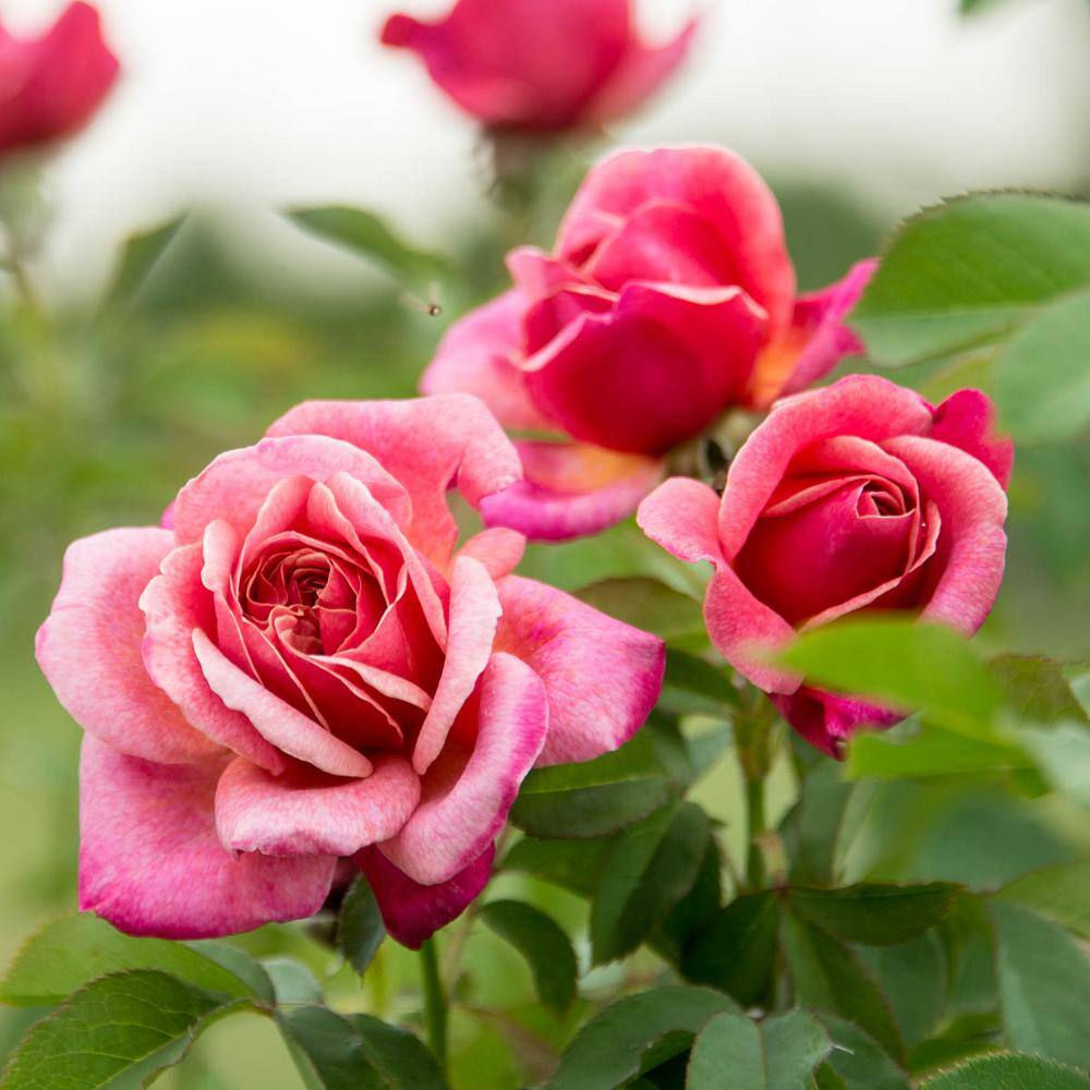 Spring Hill Nurseries Queen of Elegance Floribunda Rose Dormant Bare Root Plant with Pink Color Flowers (1-Pack) 86312