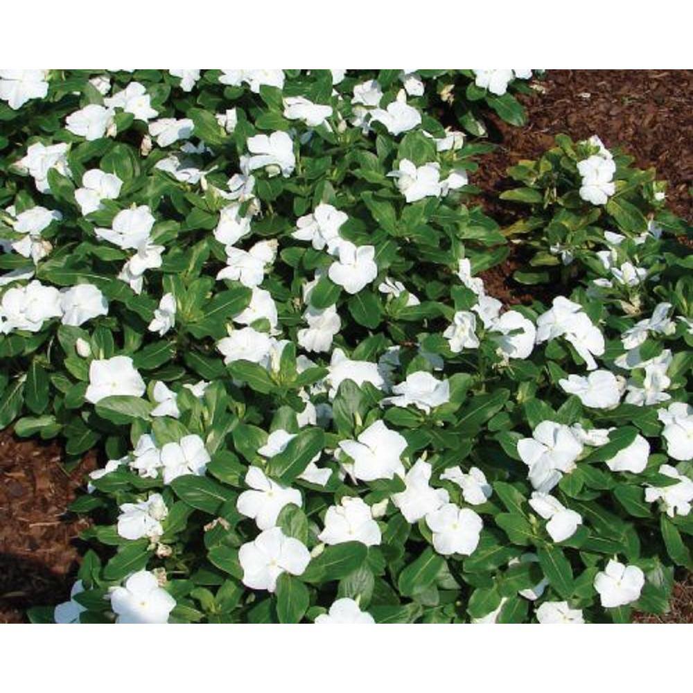 BELL NURSERY 4 in.White Vinca Annual Live Plant White Flowers (Pack of 6) VINCA4WHT6PK