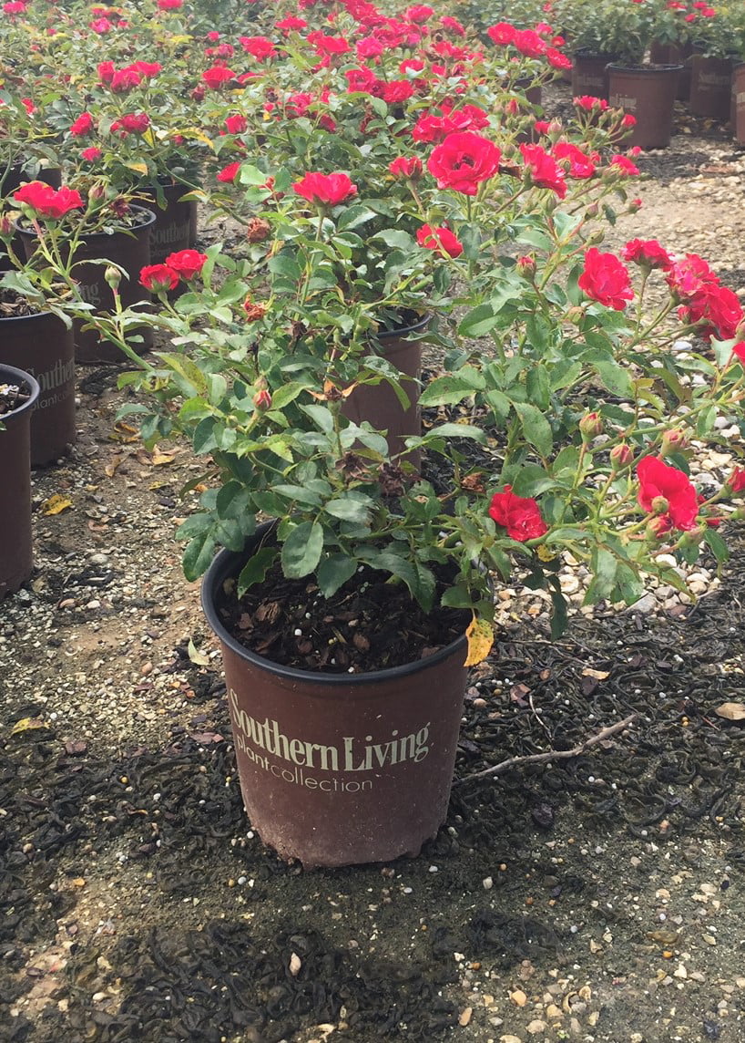 It's A Breeze Rose (2.5 Quart) Low-Growing Groundcover Semi-Evergreen Flowering Shrub with Red Blooms - Full Sun Live Outdoor Plant - Southern Living Plant Collection