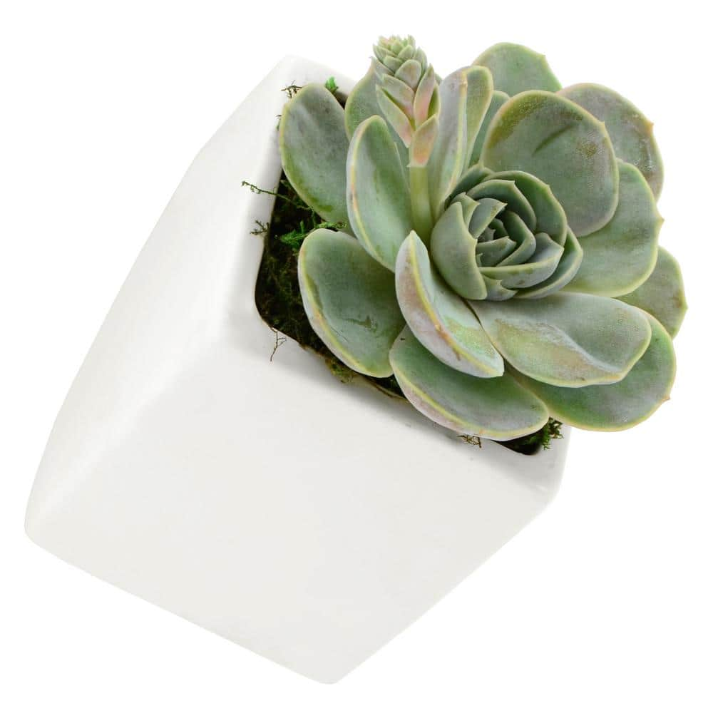 Arcadia Garden Products Cube 3-1/2 in. x 4 in. Matte White Ceramic Wall Planter (3-Piece) WP20