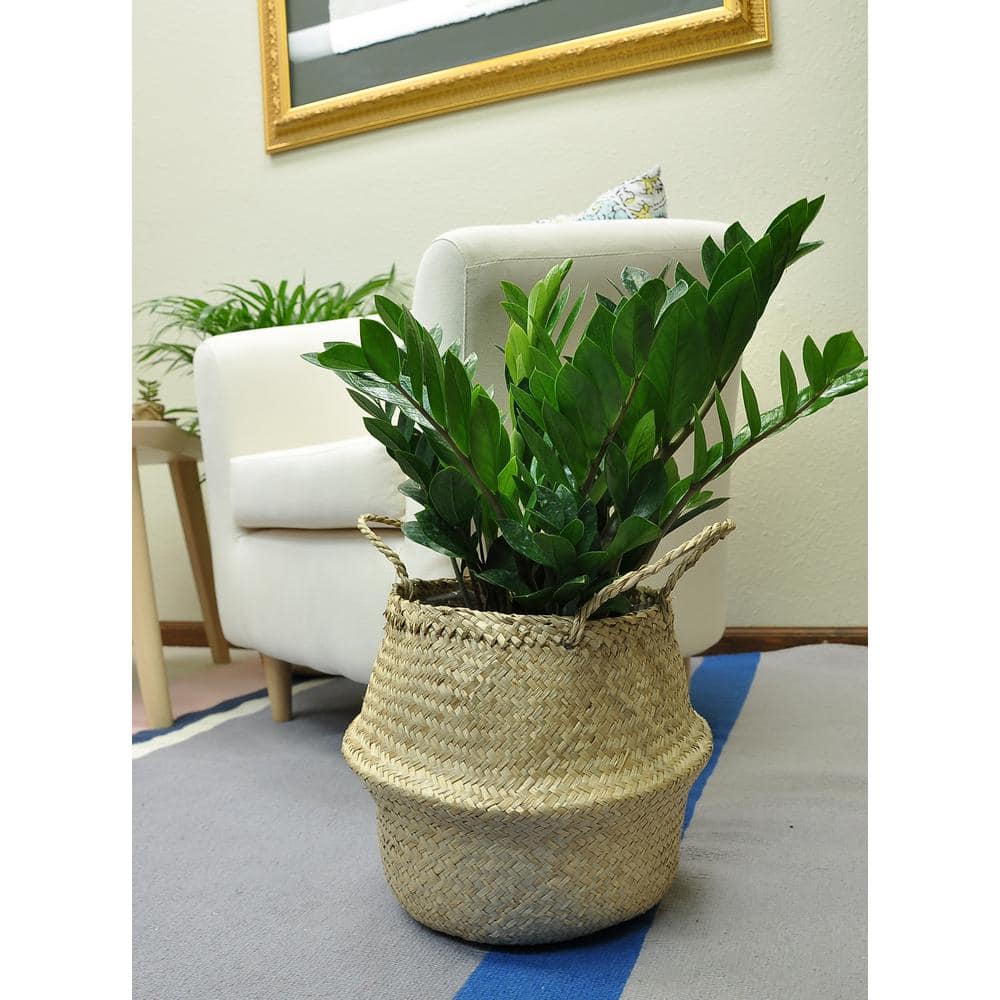 Costa Farms Zamioculas Zamiifolia Indoor ZZ Plant in 10 in. White Paradise Planter Avg. Shipping Height 1-2 ft. Tall CO.3.ZC10.PARWHT