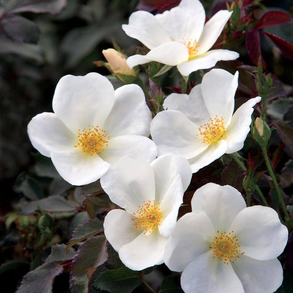 KNOCK OUT 1 Gal. White Knock Out Rose Bush with White Flowers 13170