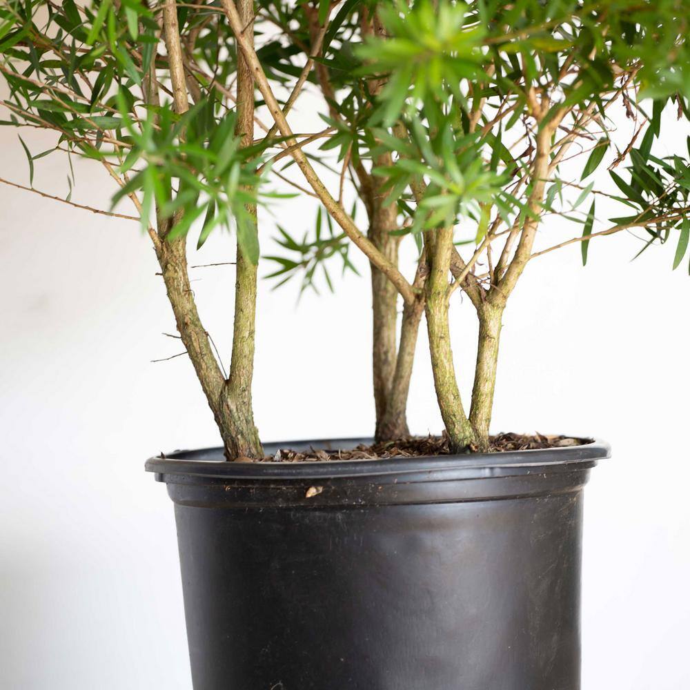 FLOWERWOOD Red Cluster Bottlebrush (Callistemon rigidus) 2.5 Gal Bottlebrush Like Flower Clusters Live Evergreen Accent Shrub 09213FL