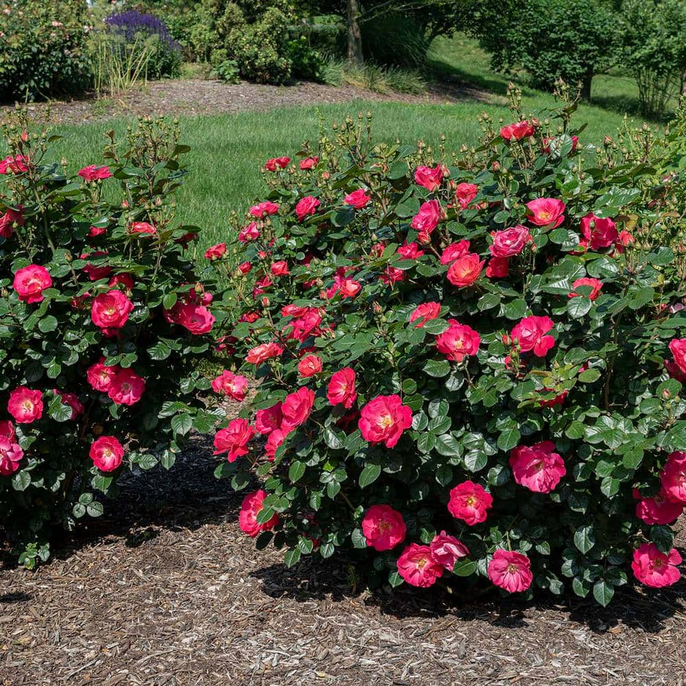 BLOOMABLES 2 Qt. Bloomables Brick House Pink Rose Bush with Fluorescent Pink Flowers in Stadium Pot 84602