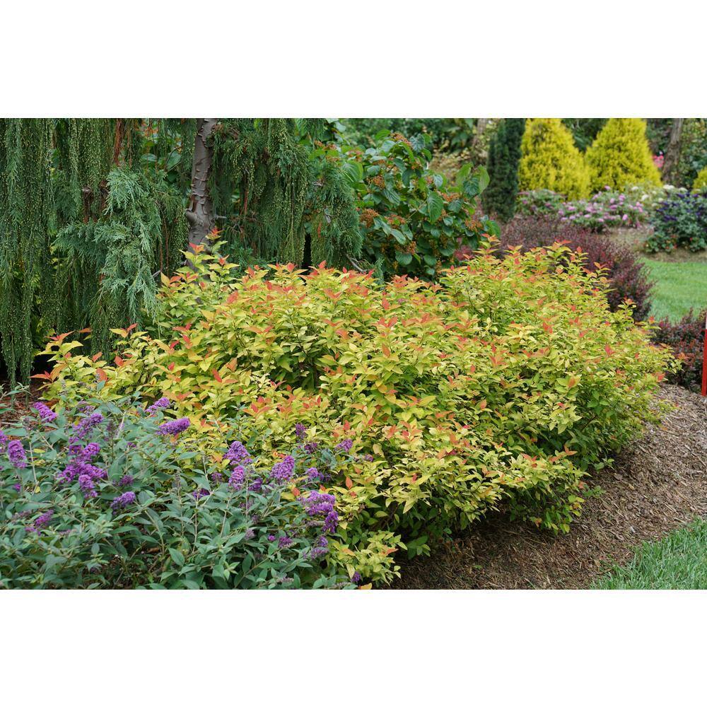 PROVEN WINNERS 2 Gal. Double Play Candy Corn Spirea Shrub with Purple Flowers 16870