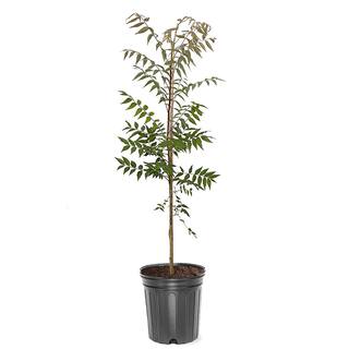 1 Gal. Chinese Pistache Deciduous Tree PISCHI01G