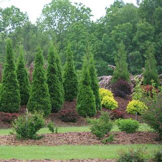 PROVEN WINNERS 2 Gal. Arborvitae North Pole Evergreen Shrub 17541