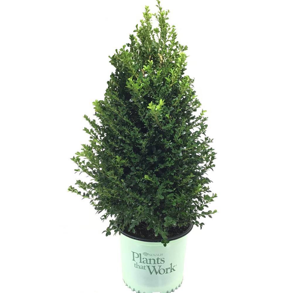 3 Gal. Boxwood (Buxus) Cranberry Creek Shrub 12717
