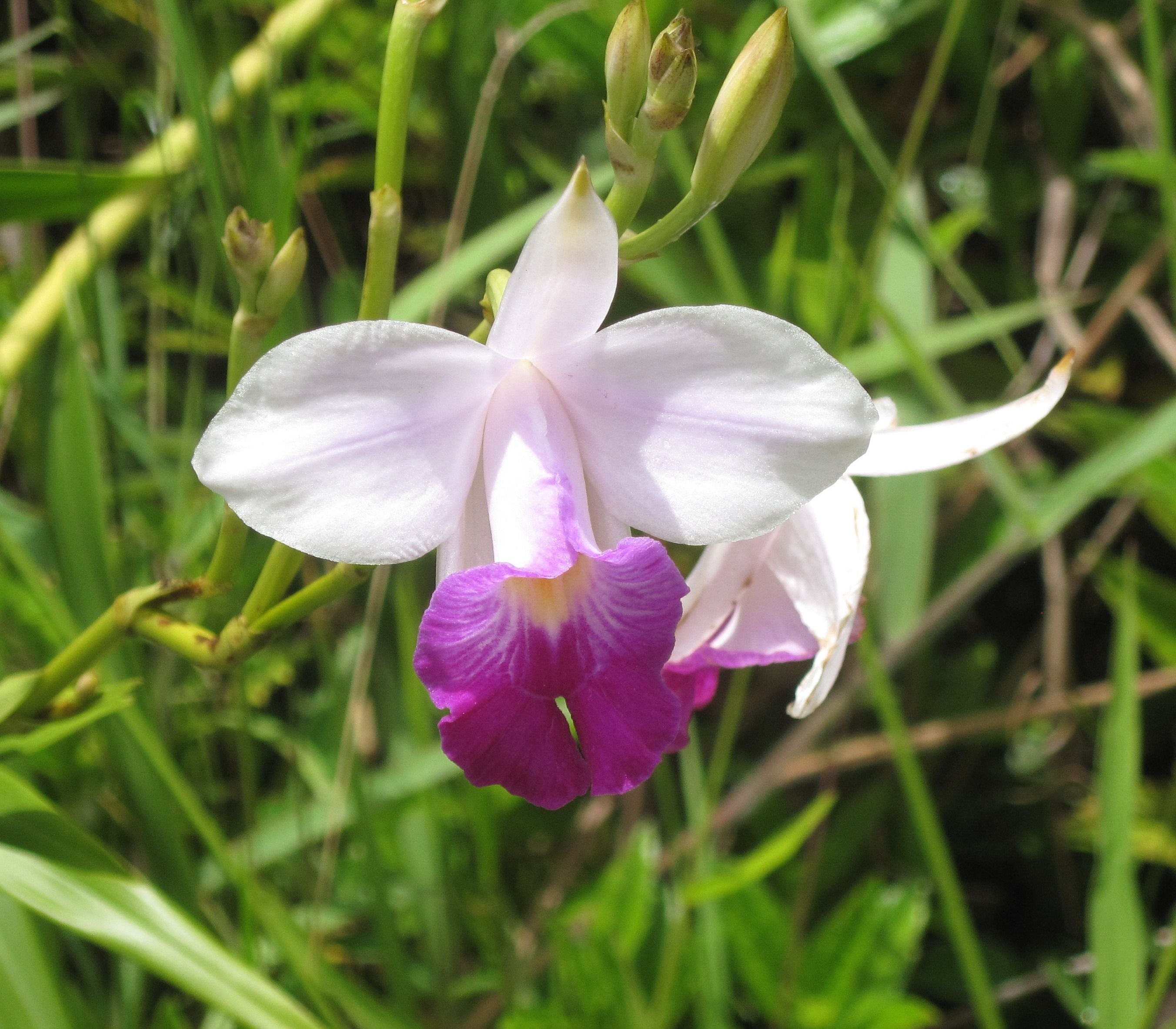 Live Pink Arundina Graminifolia Bamboo Orchid Plant Roots 5 Pk