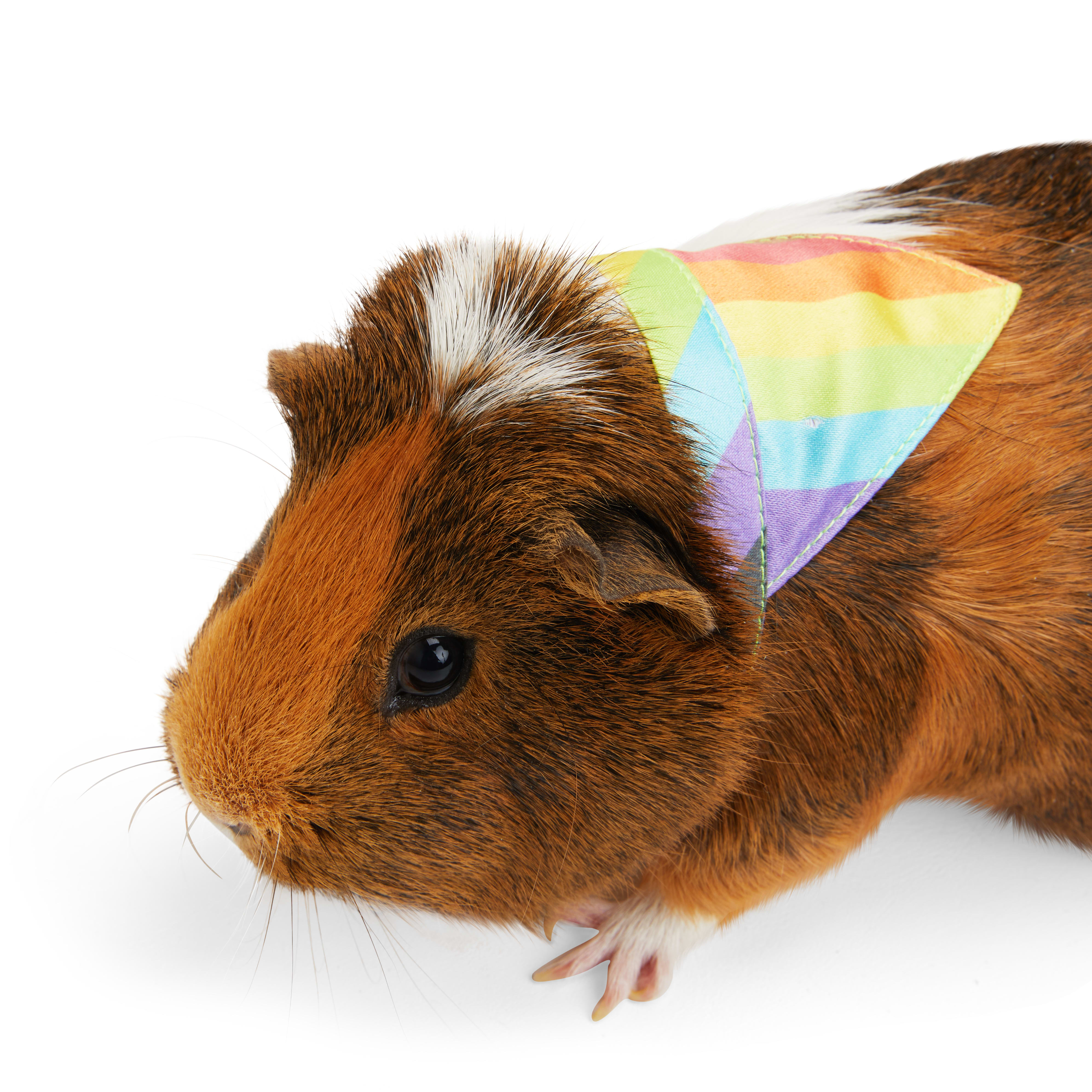 YOULY Guinea Pig Pride Bandana