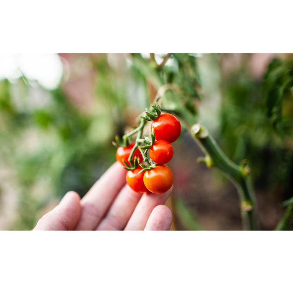 Coast of Maine 20 lbs. OMRI Listed Tomato and Vegetable Planting Soil (6-Pack) 6 x 1cbTVS20QT