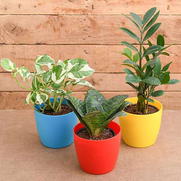 Air purifier plants packs