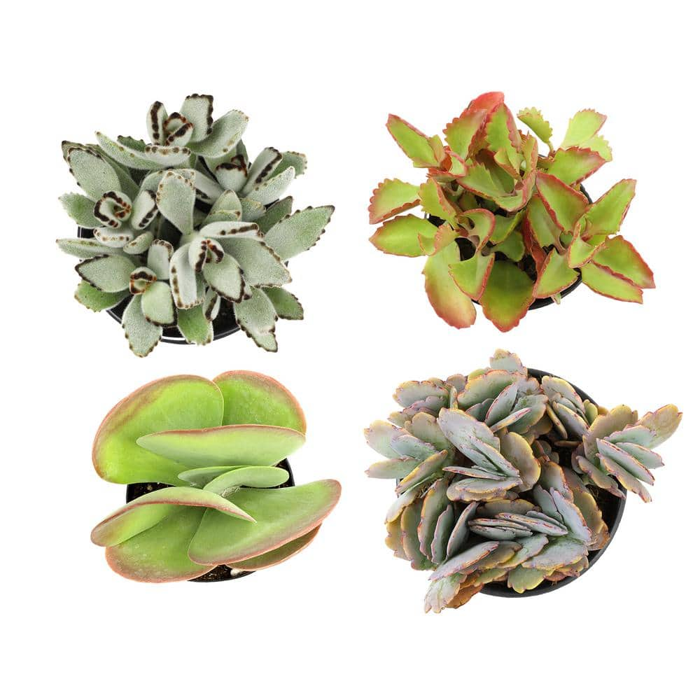 SMART PLANET 1 qt. Kalanchoe Assorted Succulents (4-Pack) 0872636