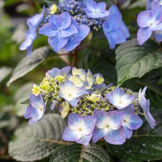 Endless Summer 2 Gal. Pop Star Hydrangea Shrub with Blue or Pink Lacecap Flowers 17206
