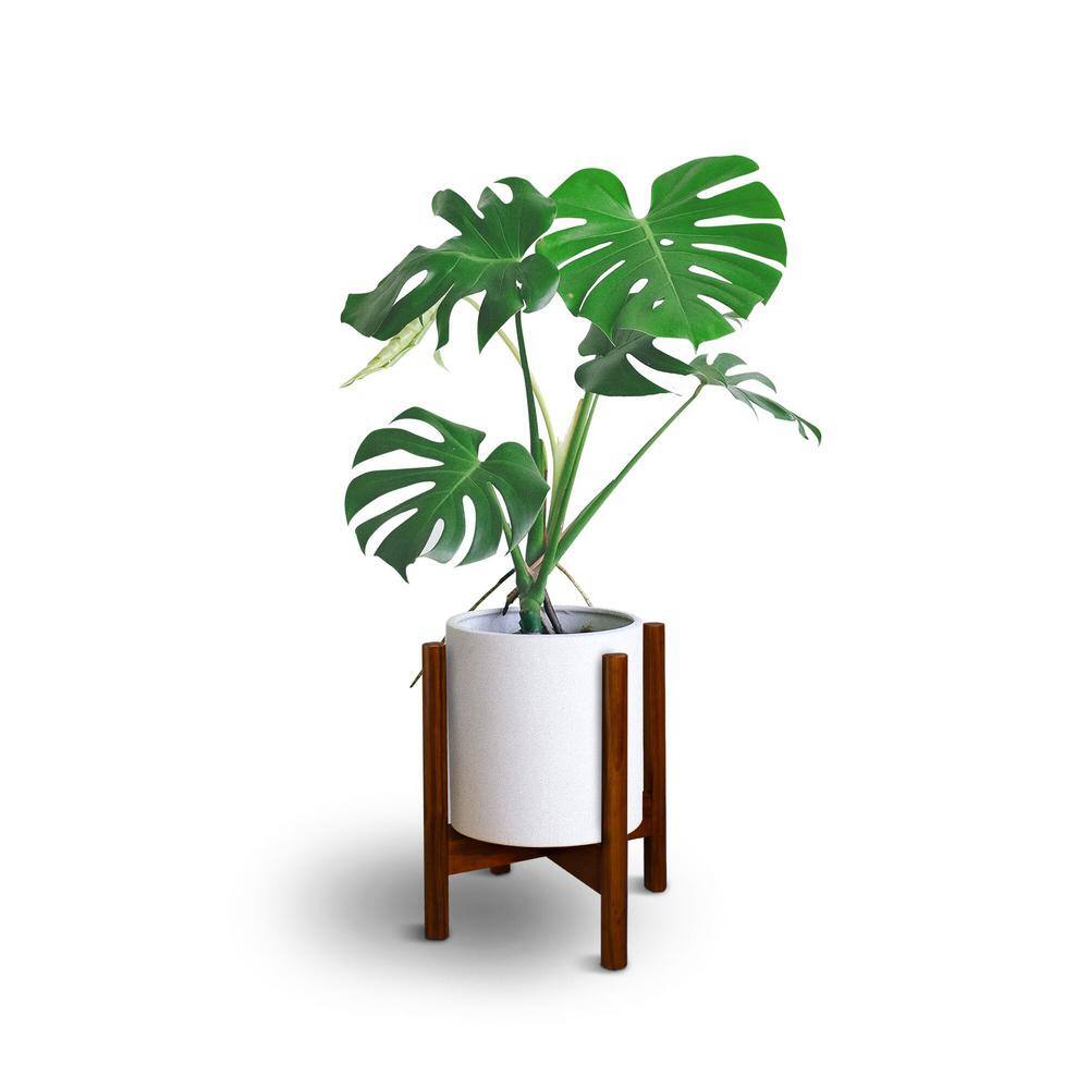 Casual Home Mid-Century Antique Mahogany Modern Wood Plant Display Stand， Fits Up to 12 in. 107-429