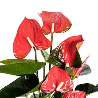 United Nursery Live Red Anthurium Houseplant in 6 in. White Eco-Friendly Sustainable Decor Pot ANTRED6SHPW