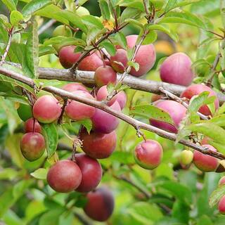 Methley Plum Fruit Tree PLUMET05G