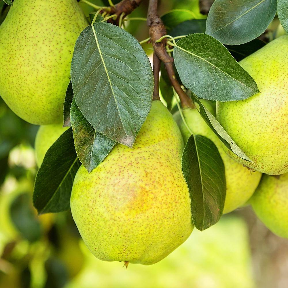 Hood Pear Fruit Tree PEAHOO05G