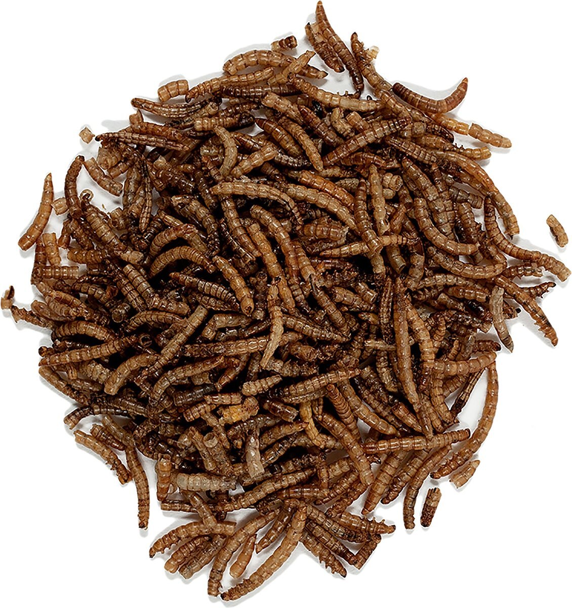 Wagner's Mealworms Wild Bird Food