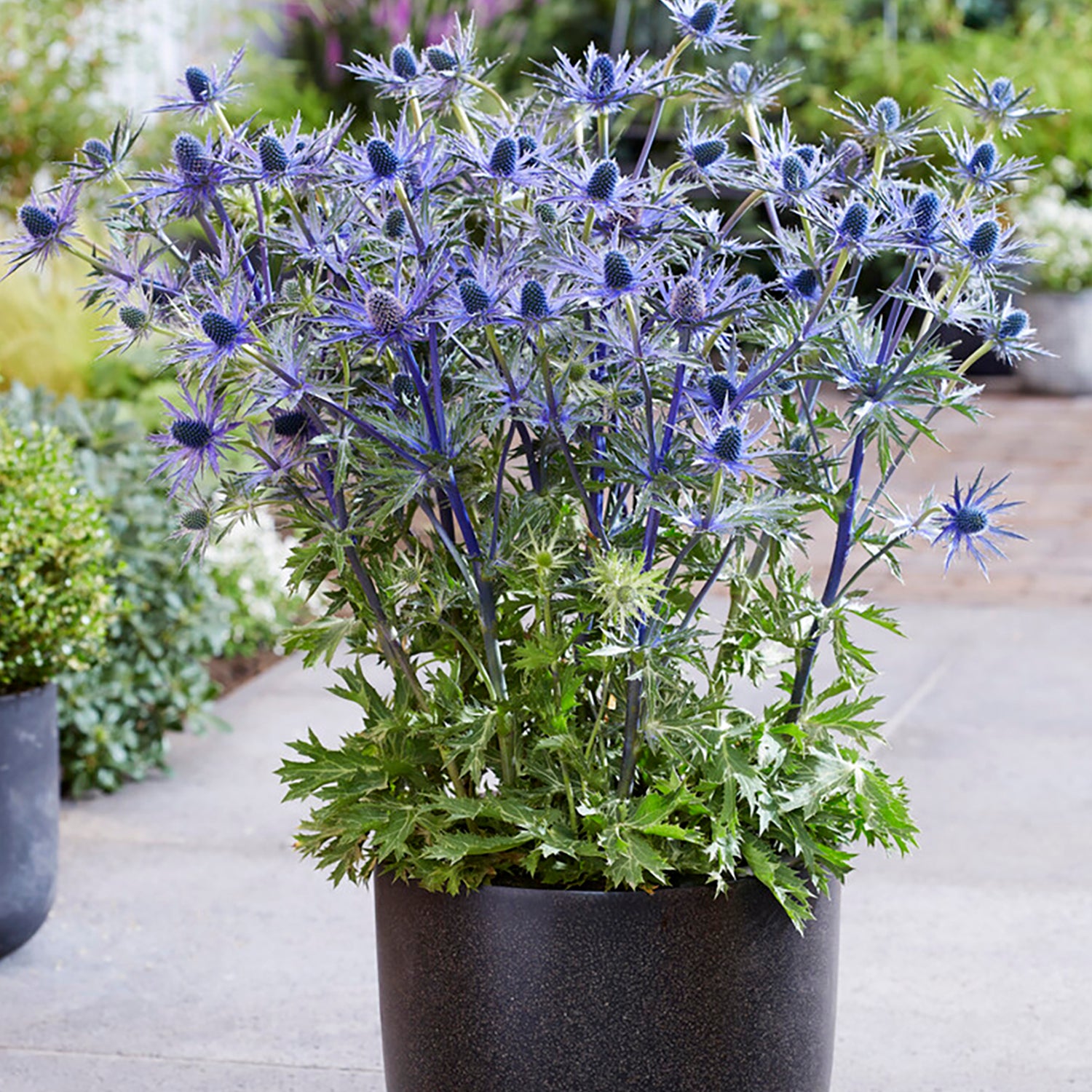 Van Zyverden Sea Holly Jos Eijking Set of 3 Plant Roots Blue Full Sun