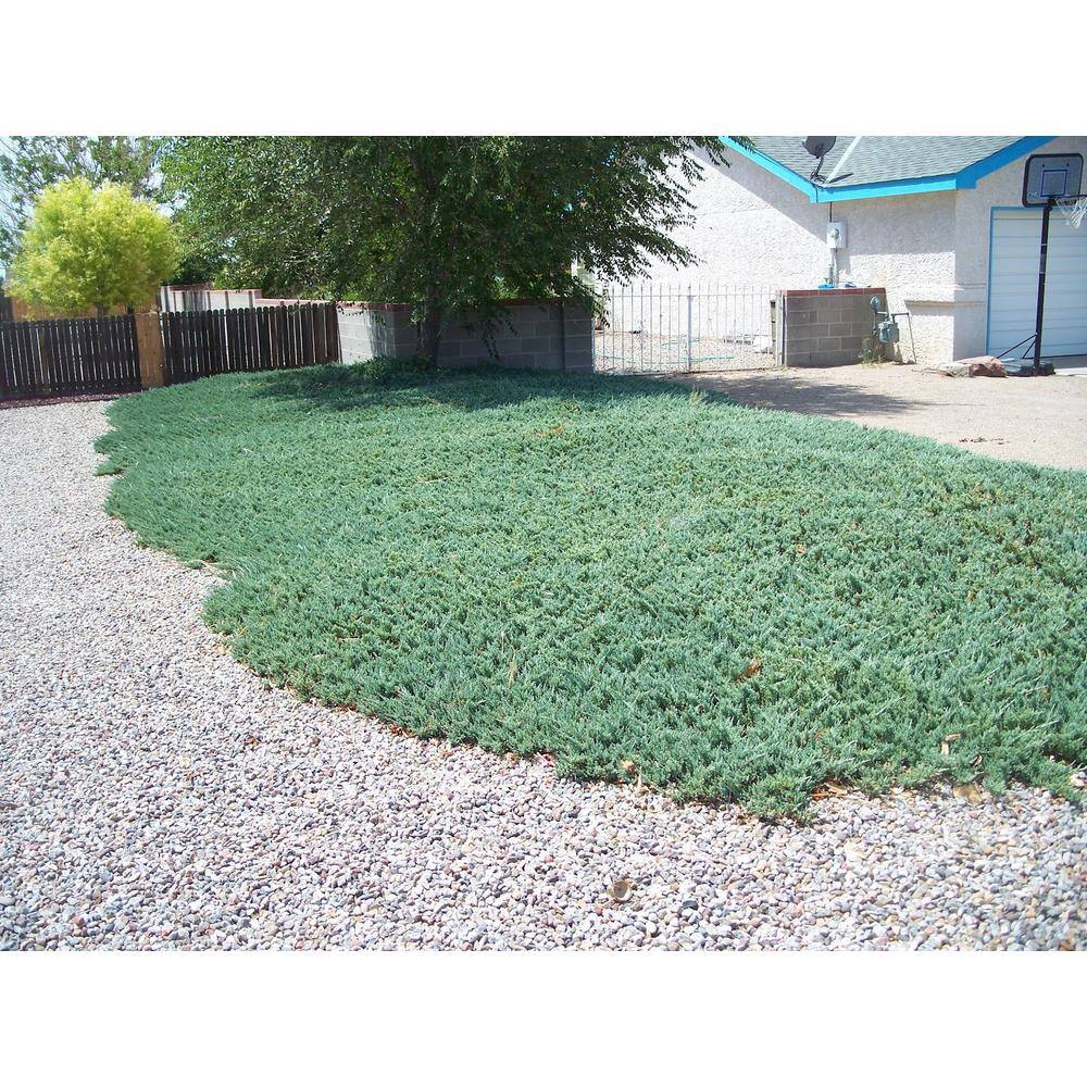 Online Orchards 1 Gal. Blue Rug Juniper Shrub Unique Blue Evergreen Ground Cover Shrub Drought Tolerant CFJP002