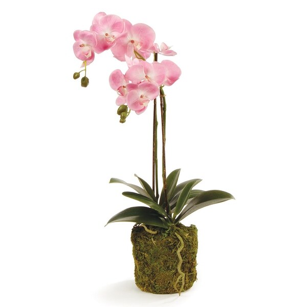 Phalaenopsis Orchid DropIn 23