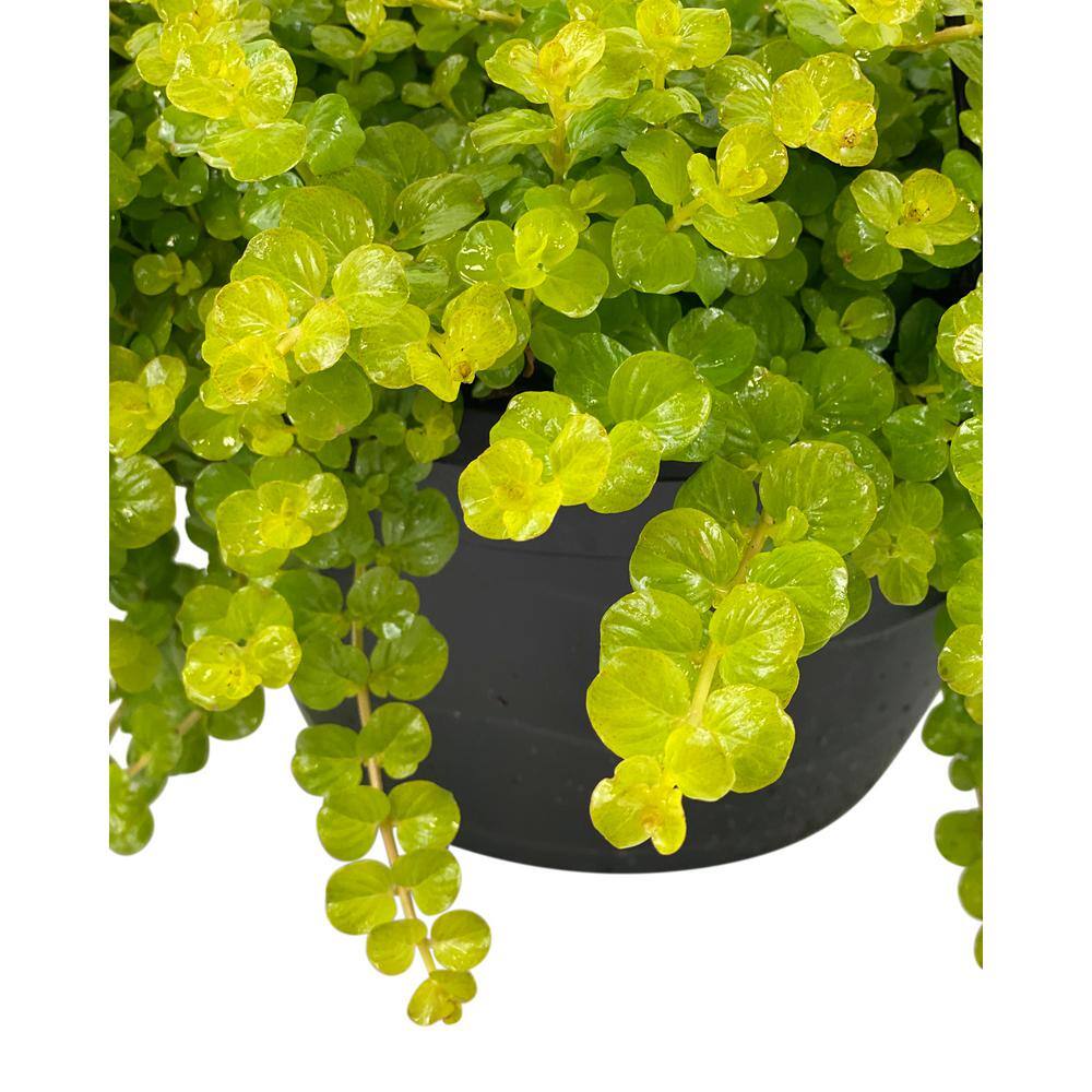 Vigoro 1.8 Gal. Creeping Jenny Lysimachia Plant in 11 In. Hanging Basket DC11HBCREEPJEN