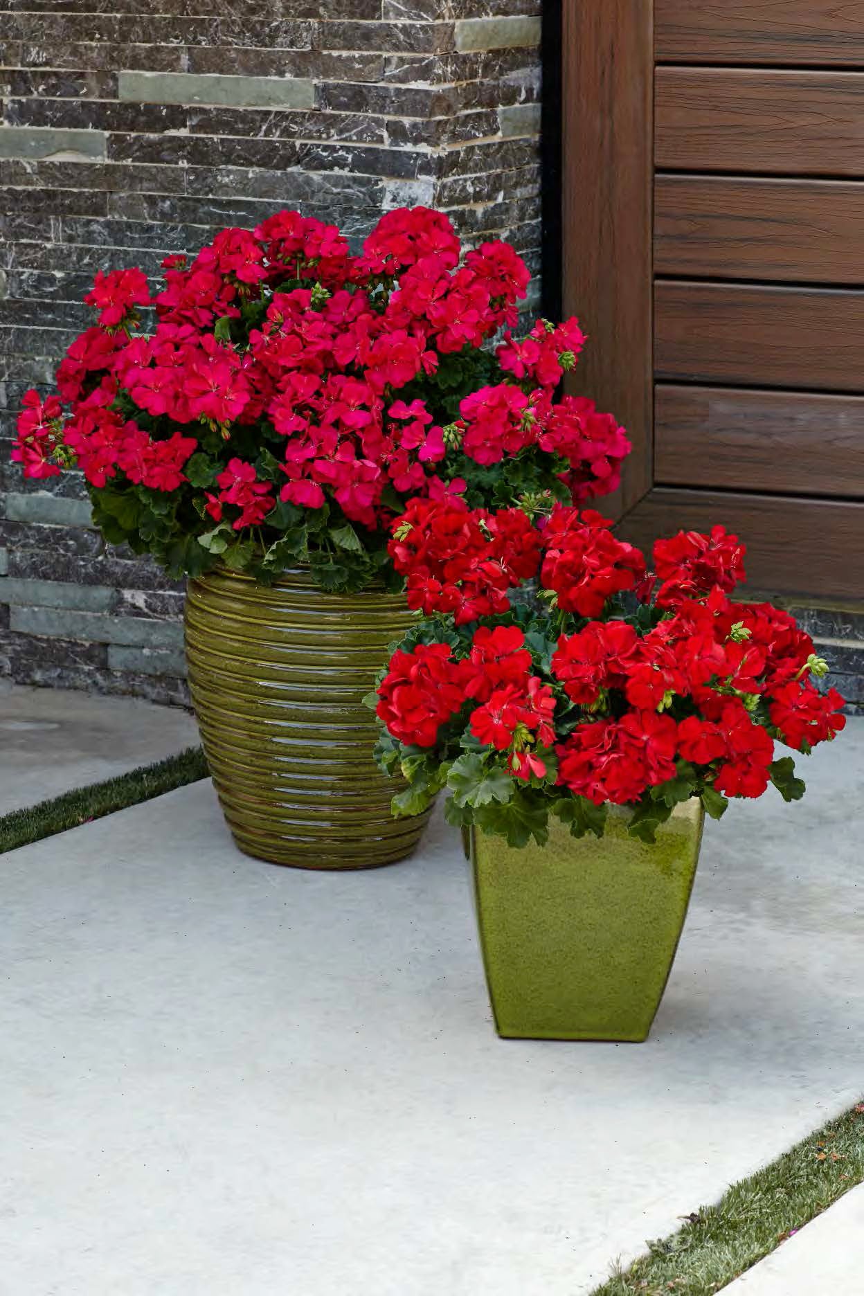 4.25 in. Eco+Grande， Boldly Dark Red Geranium (Pelargonium) Live Plant， Red Flowers (4-Pack)