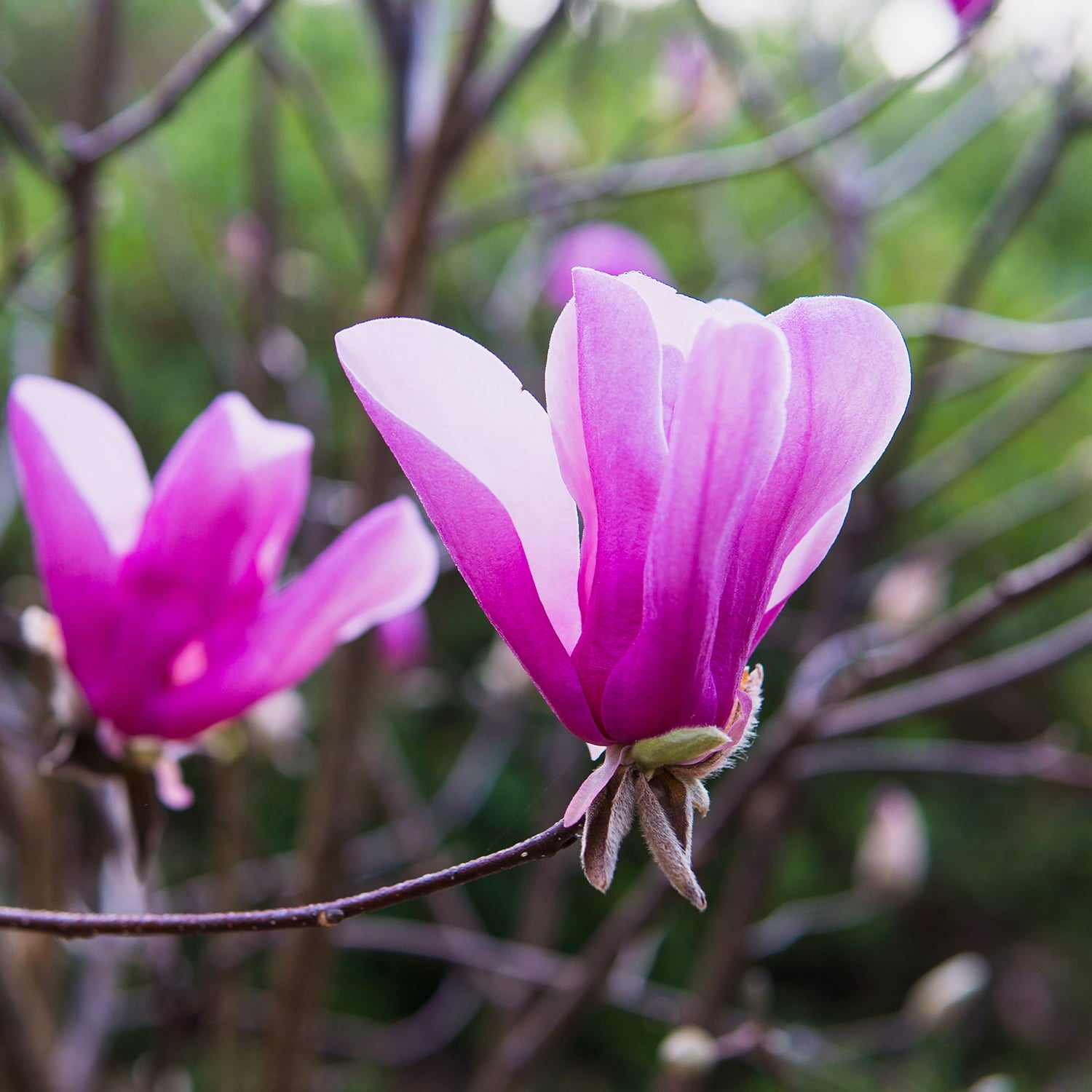 3 Gal. Ann Magnolia - Showy Flowers - Late Blooming