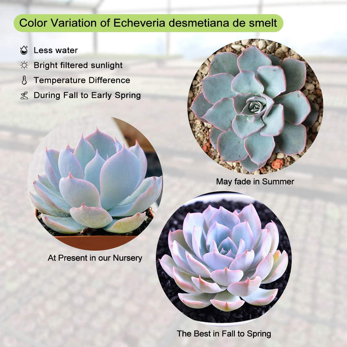 Succulent Plants， Echeveria desmetiana de Smet Rosette Succulent Fully Rooted in 2” Planter