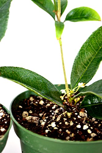 9GreenBox - Sweet Olive Tree Osmanthus - 2 Pack of 4