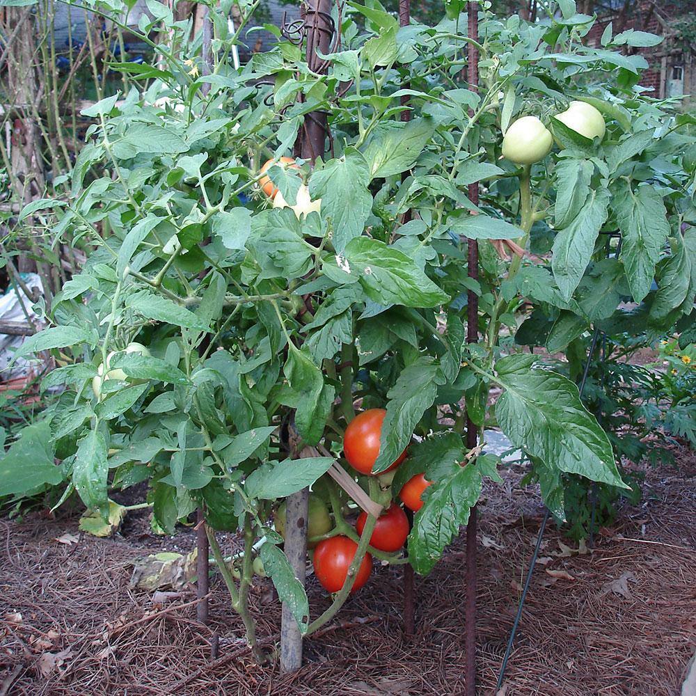 Bonnie Plants 2.32 qt. Bush Goliath Hybrid Tomato Plant 0230