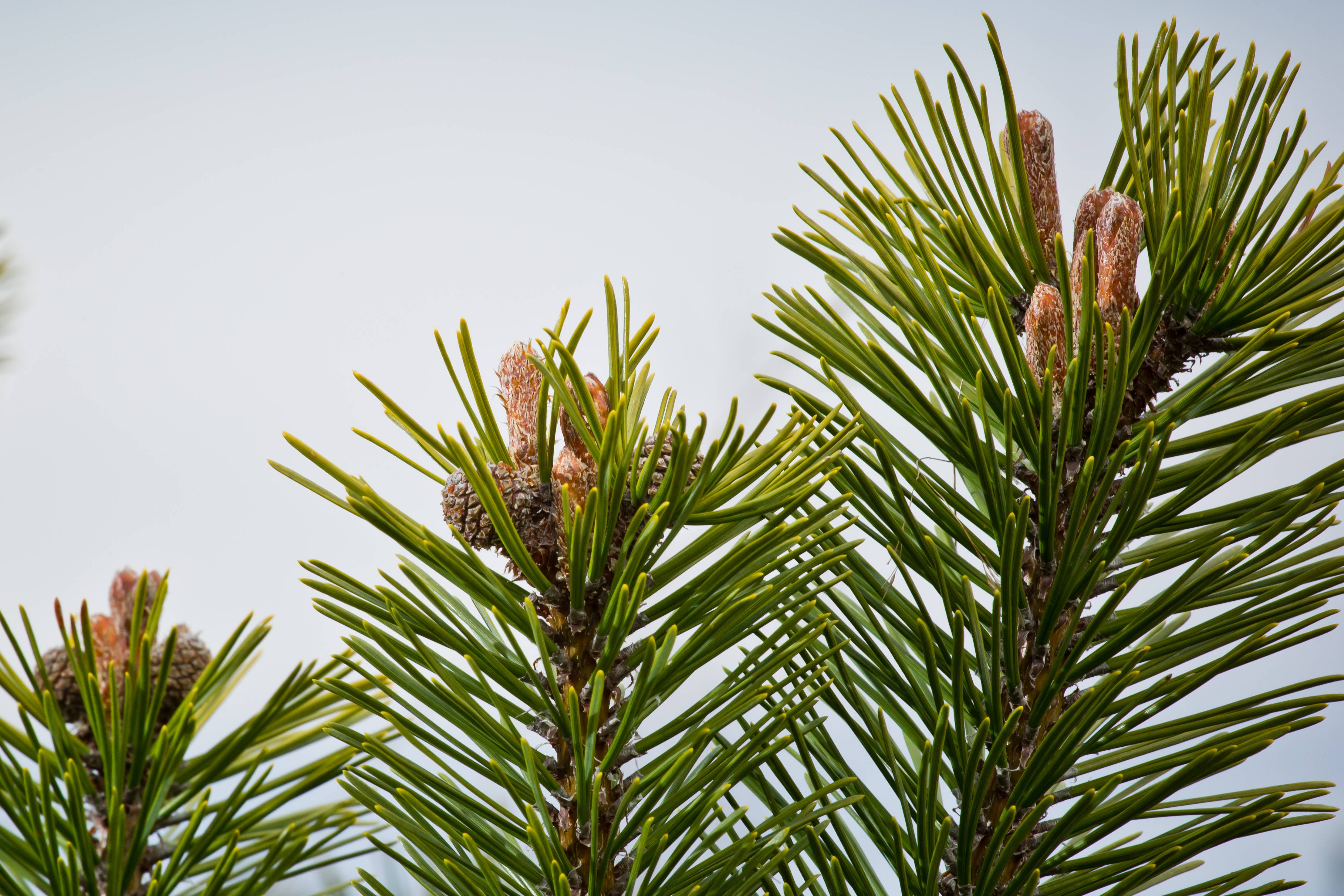 Mugo Pine | Small Tree Seedling | The Jonsteen Company