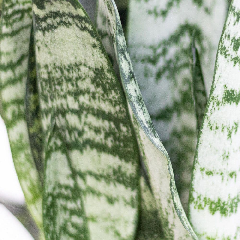 United Nursery Sansevieria Zeylanica Live Snake Plant in 6 inch Premium Ecopots Pure White SZEY6SHPW