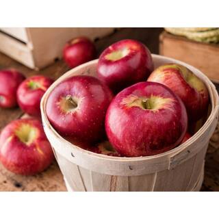 Online Orchards 3 ft. Cortland Apple Tree with Ruby Red Fruit Great For Baking Pies FTAP212