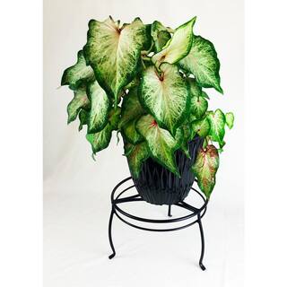 Vigoro 8 in. Black Metal Indoor Plant Stand 51470