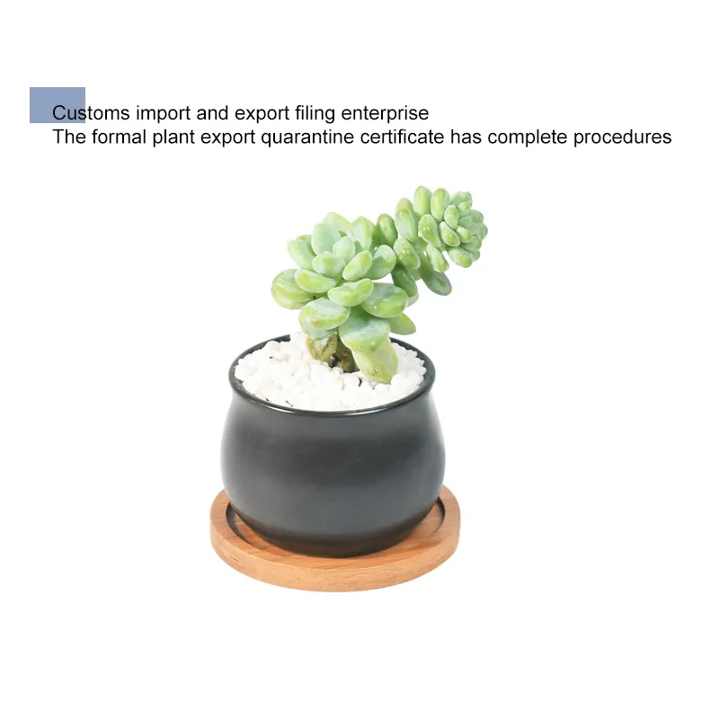 China Nursery Direct Supply Succulent Plants Live Eco Friendly Artificial Indoor Plants