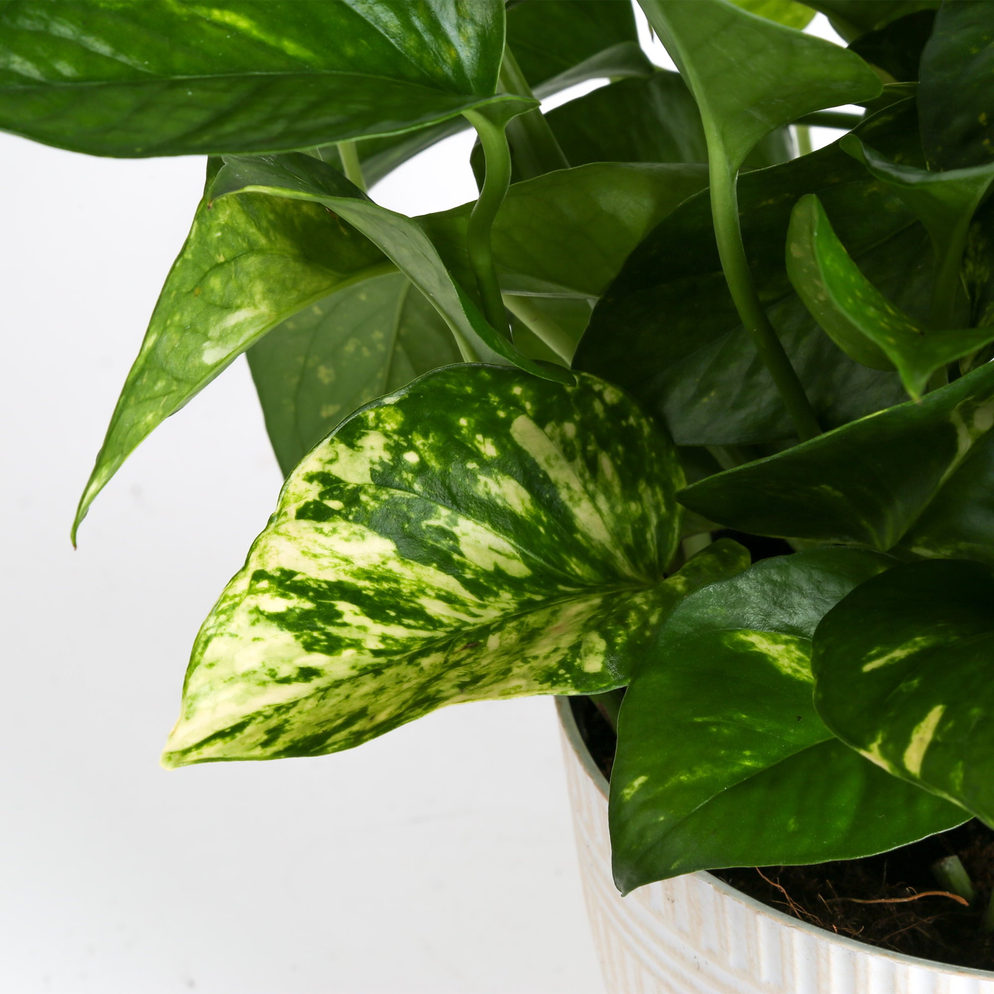 Costa Farms Plants with Benefits Live Indoor 10in. Tall Green Devil's Ivy Pothos; Medium， Indirect Light Plant in 6in. Décor Pot